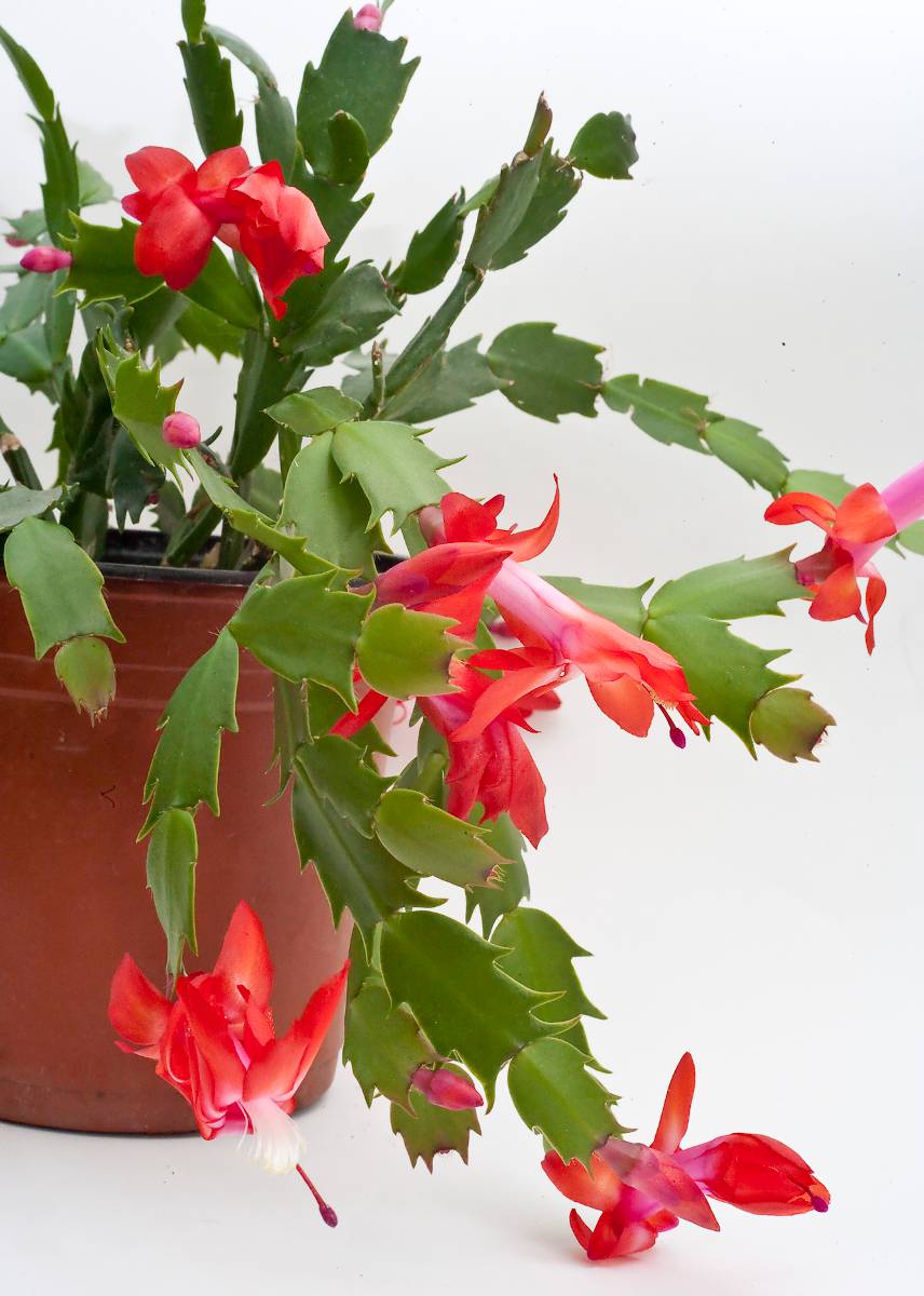 Schlumbergera - Cactus de Noël : culture et entretien