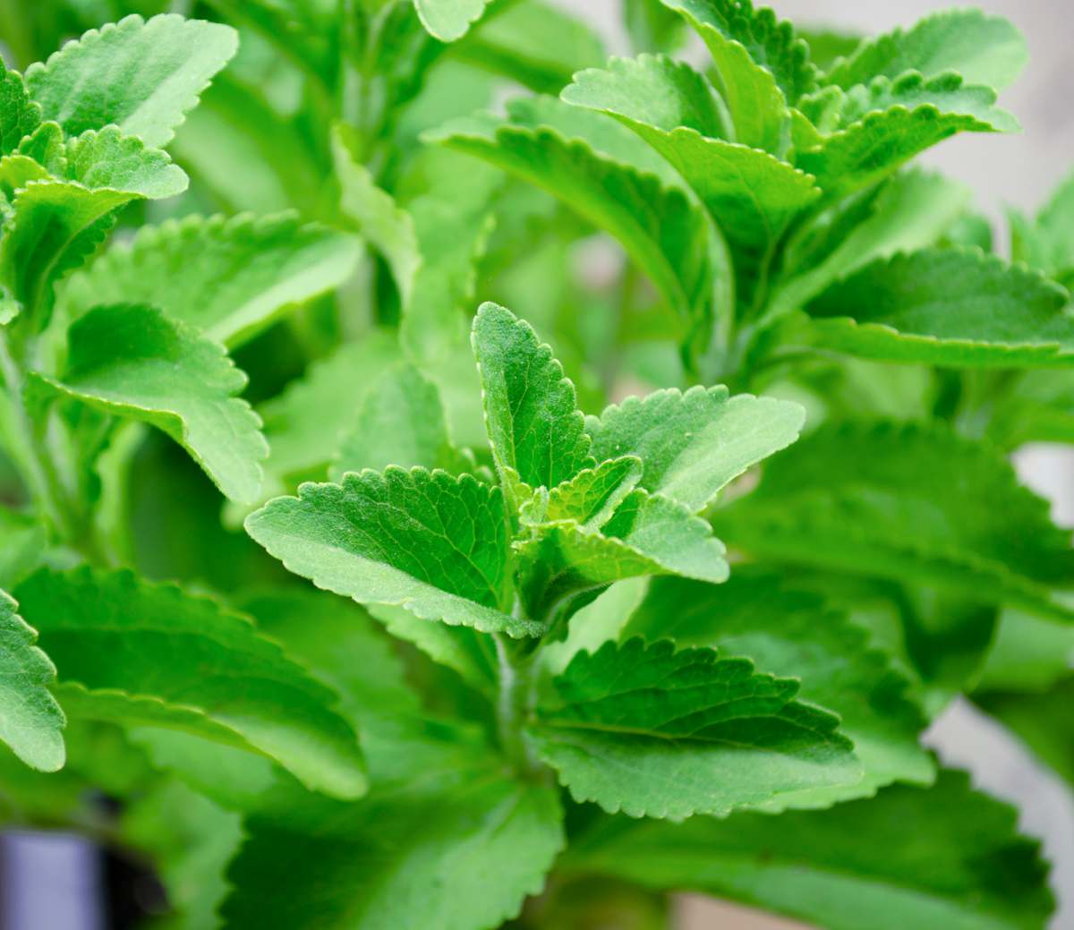 Stevia plante