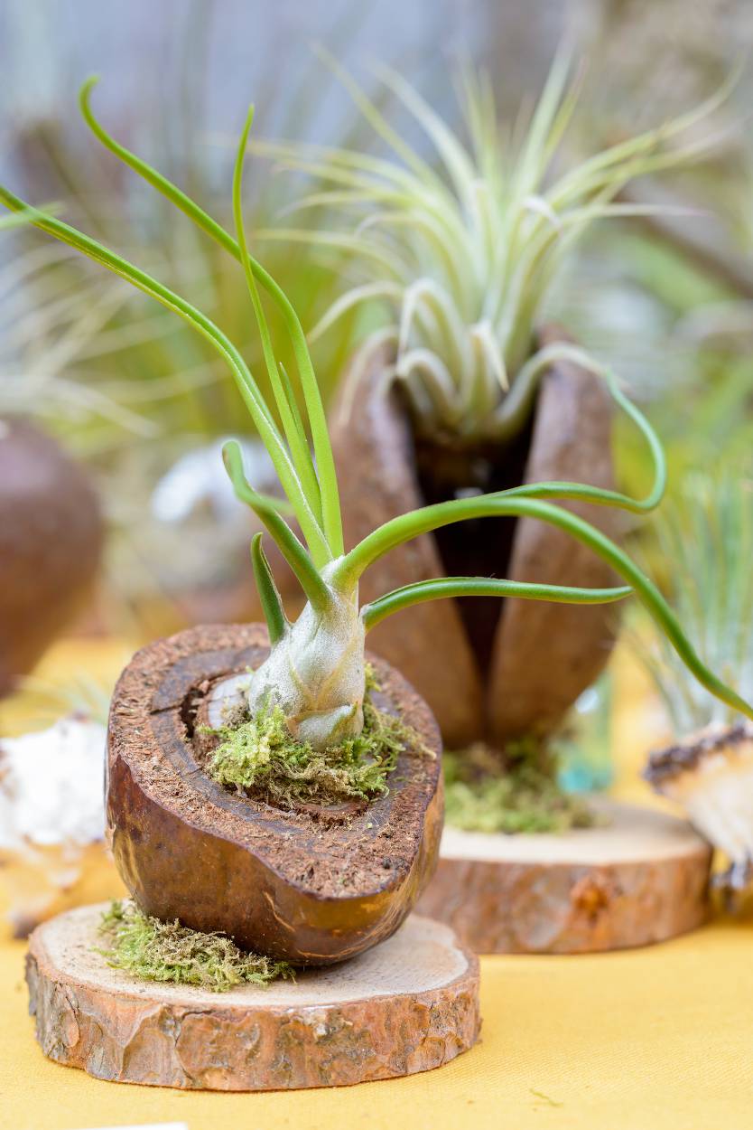 Ionantha maxima Tillandsia, plante aérienne, plante d'intérieur