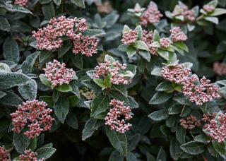 Viburnum tinus