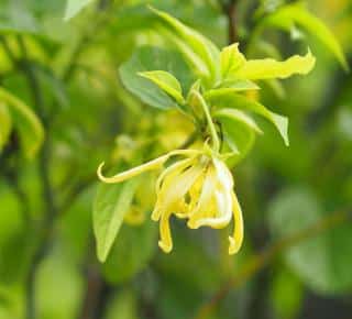 Ylang ylang plante