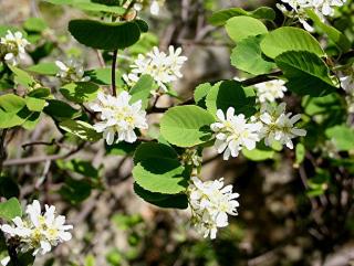 amelanchier plantation