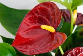 anthurium en pot exposition emplacement