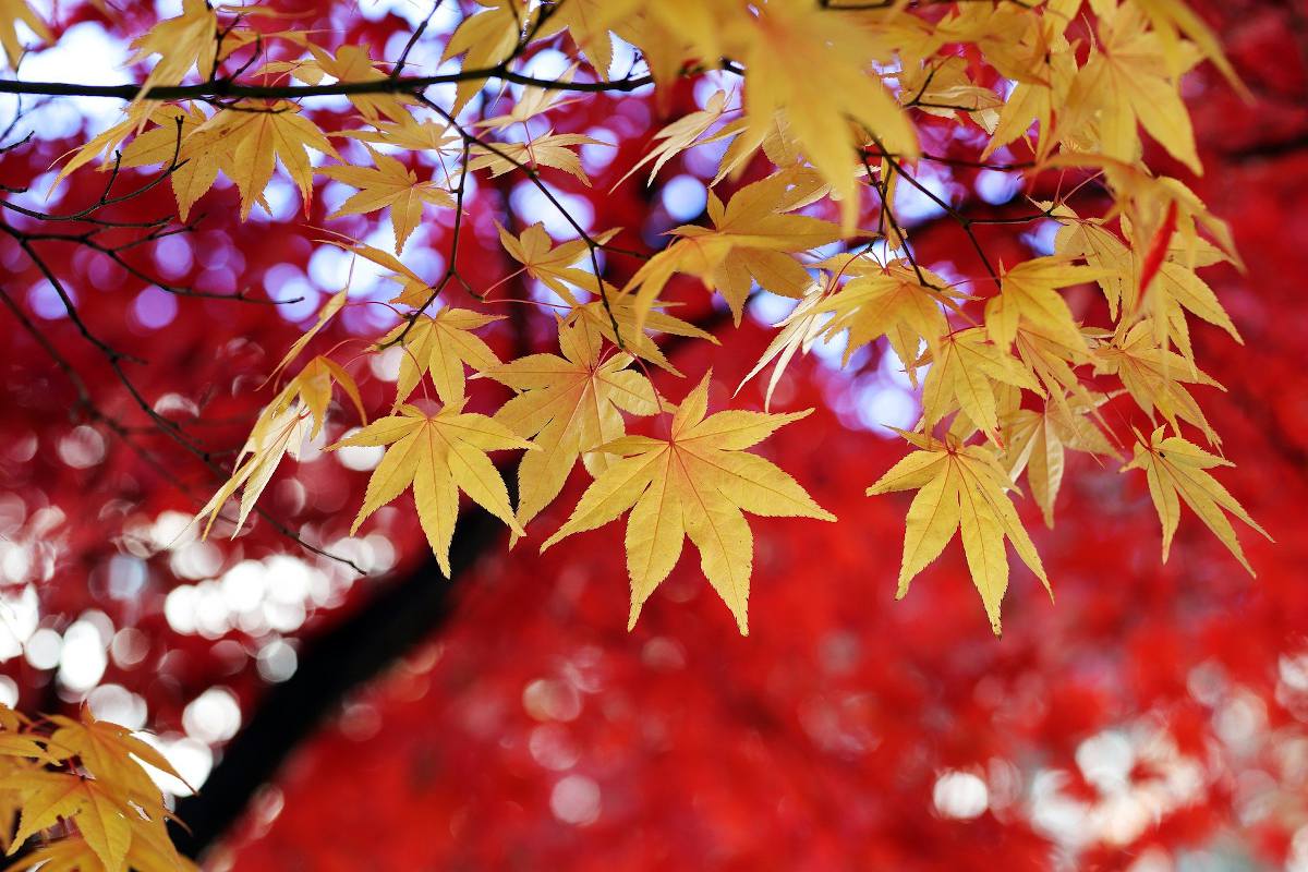 arbre couleur jaune rouge automne
