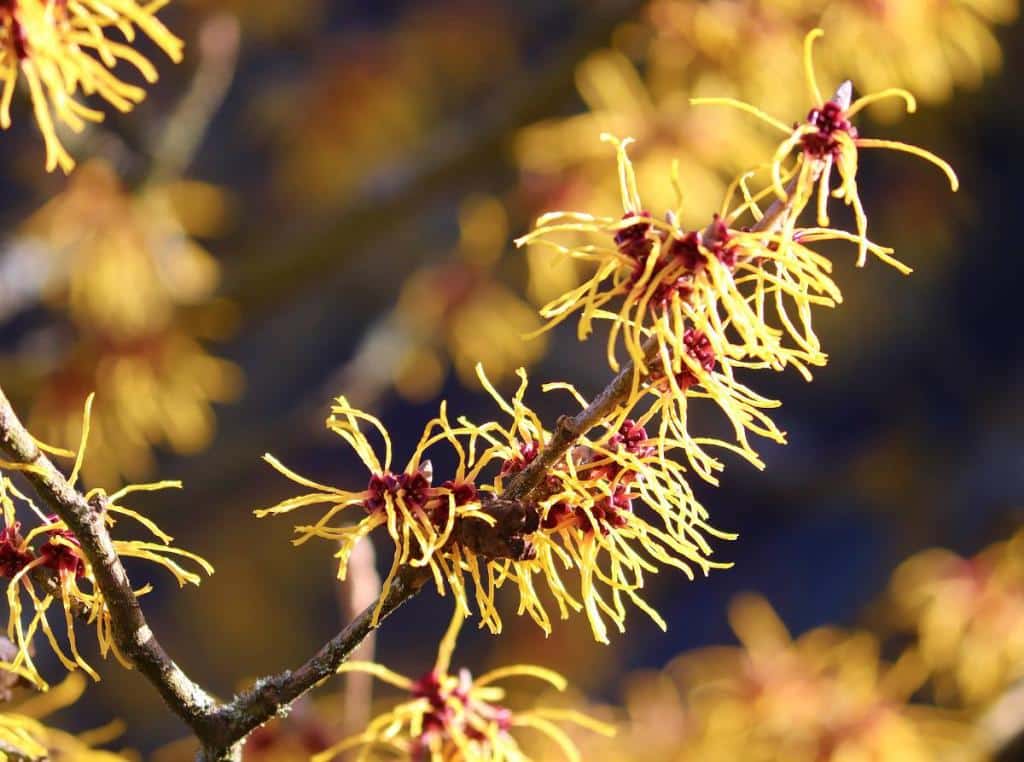 arbuste qui fleurit en hiver