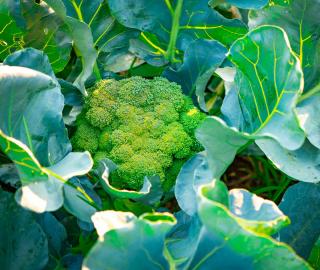 brocoli culture