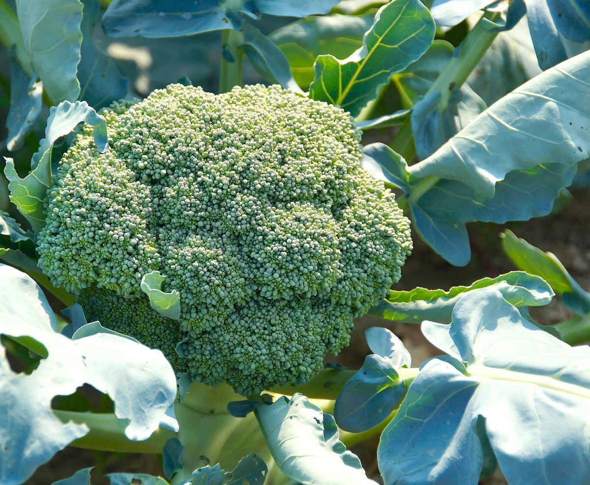 Brocoli : Culture, entretien et récolte du chou Brocoli