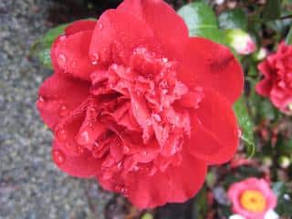 camelia tourbillon rouge