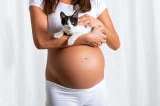 chat femme enceinte toxo