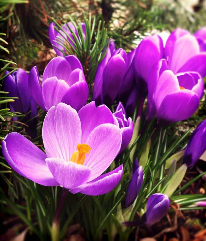 crocus