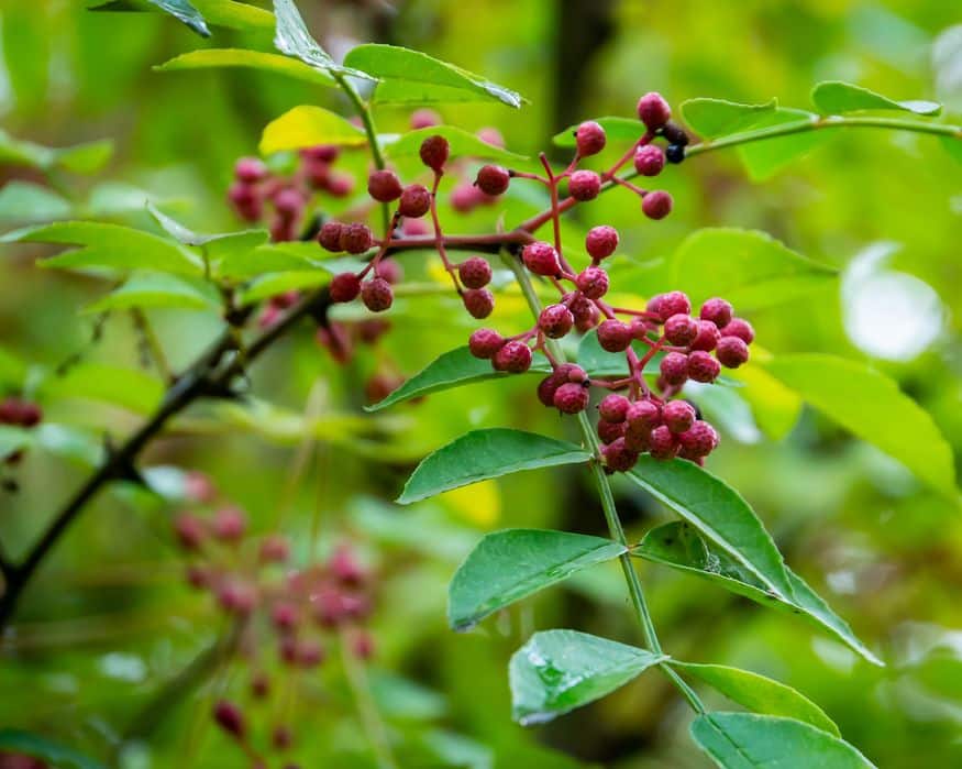 Conserves Pepper Tree tiges avec fruits feuilles vertes fleurs séchées baies feuilles 