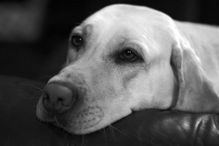 depression chien depressif