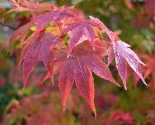 erable japonais feuille