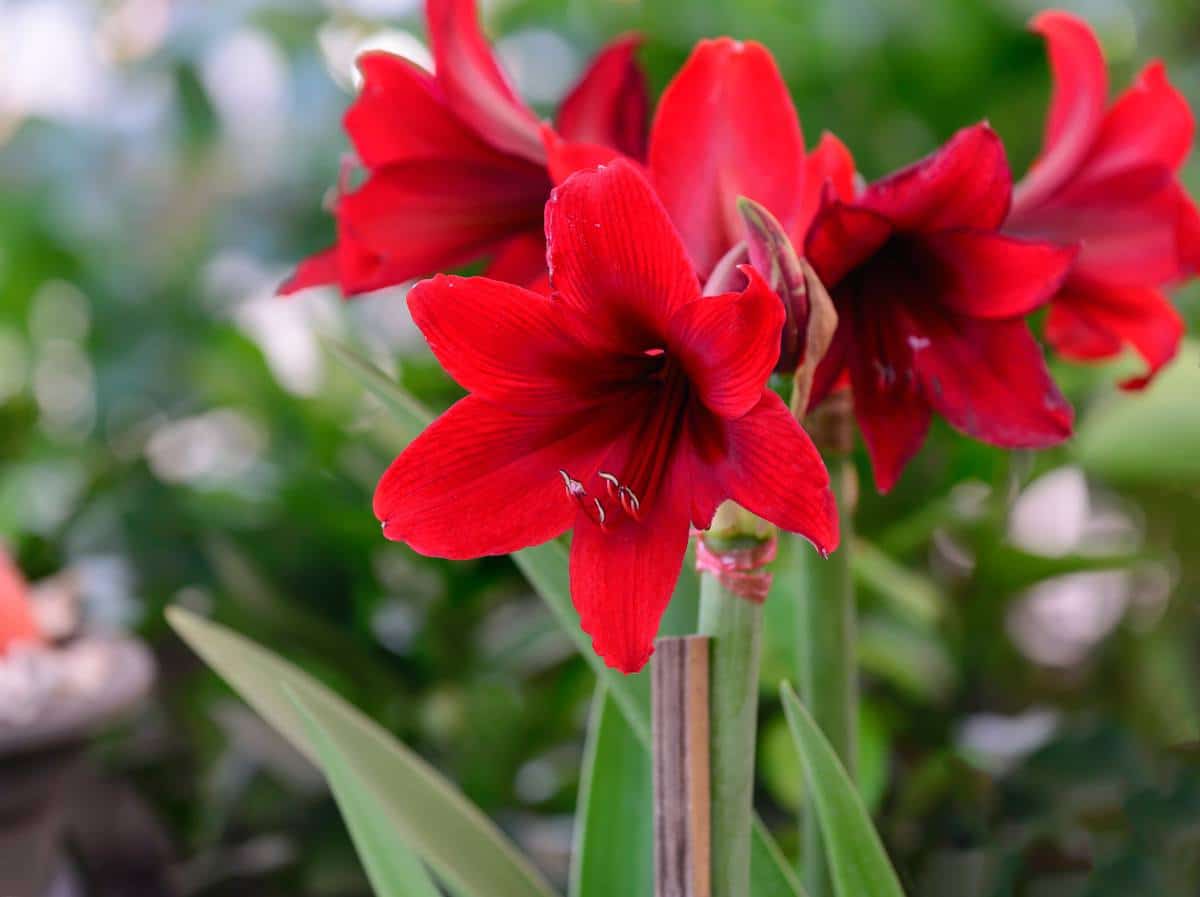 faire durer refleurir amaryllis floraison