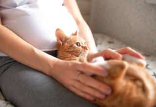 femme enceinte chat toxoplasmose