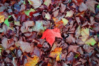 feuilles mortes paillage