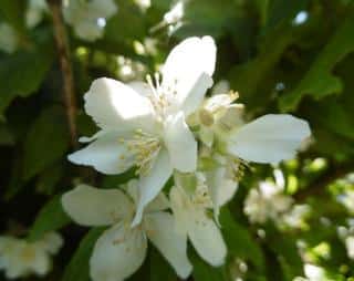 fleur oranger du mexique