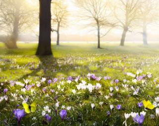 fleurs hiver