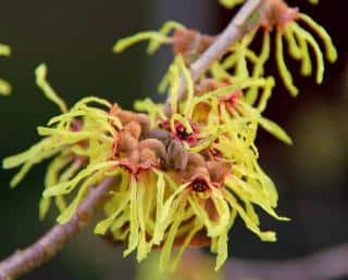 floraison hamamelis