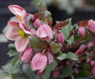 hellebore en pot variétés