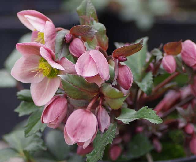 Hellébore - Rose de Noël - plantation, floraison, entretien