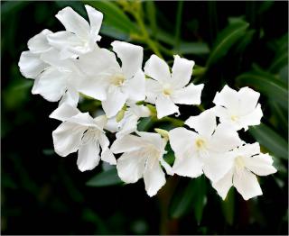 laurier rose blanc - fleurs blanches - Nerium Oleander