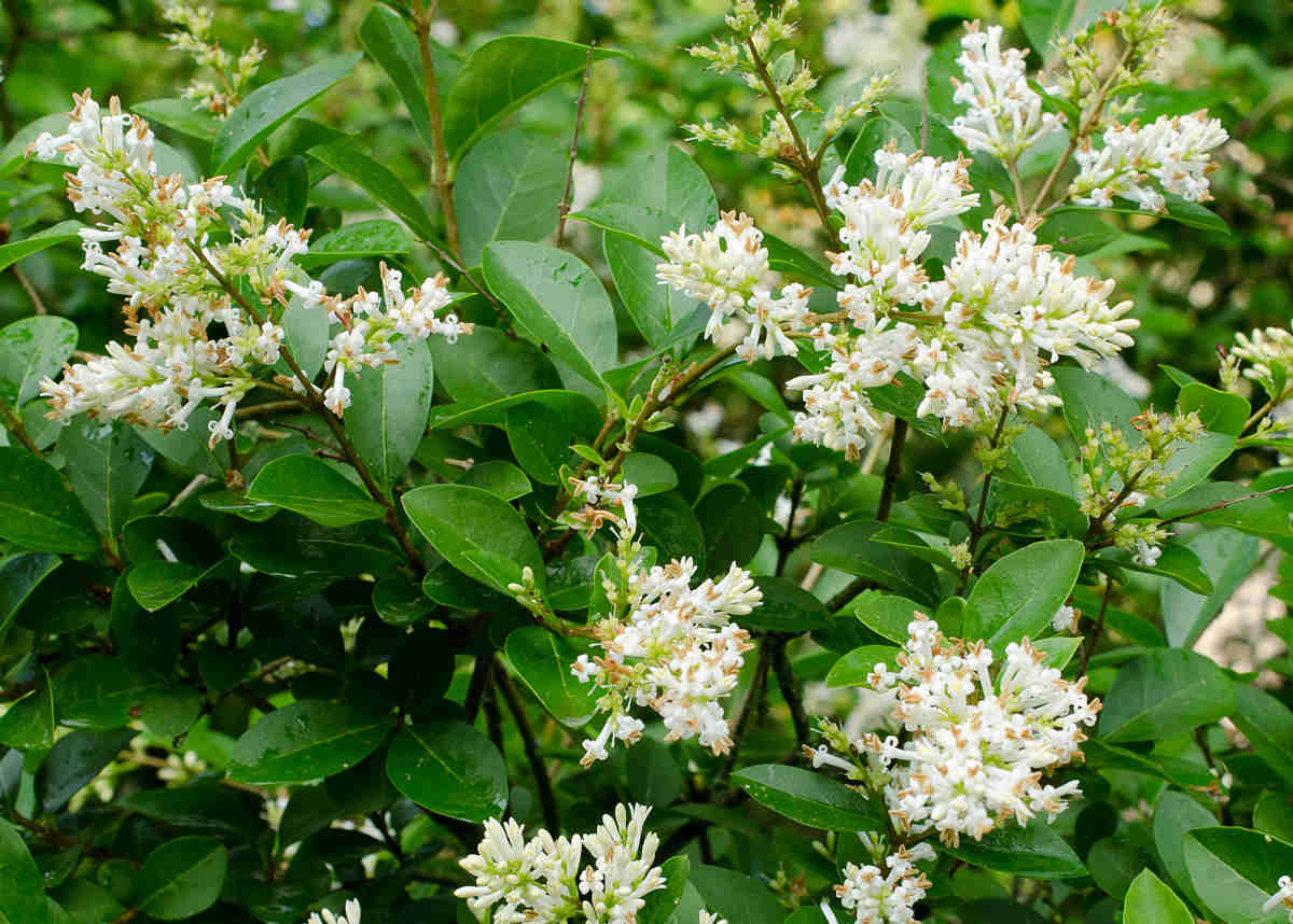 ligustrum