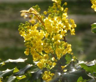 mahonia floraison hiver