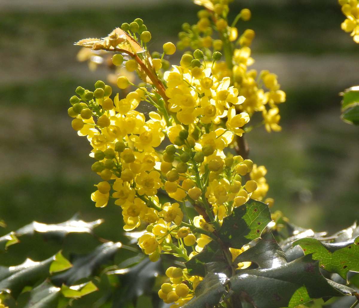 mahonia floraison hiver