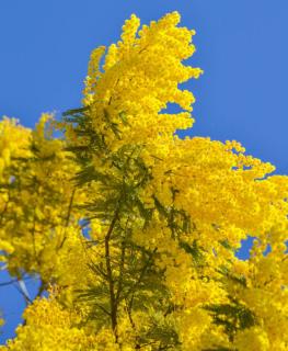 mimosa en fleur, conseils d'entretien