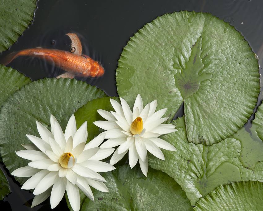 Les nénuphars en bassin de Jardin