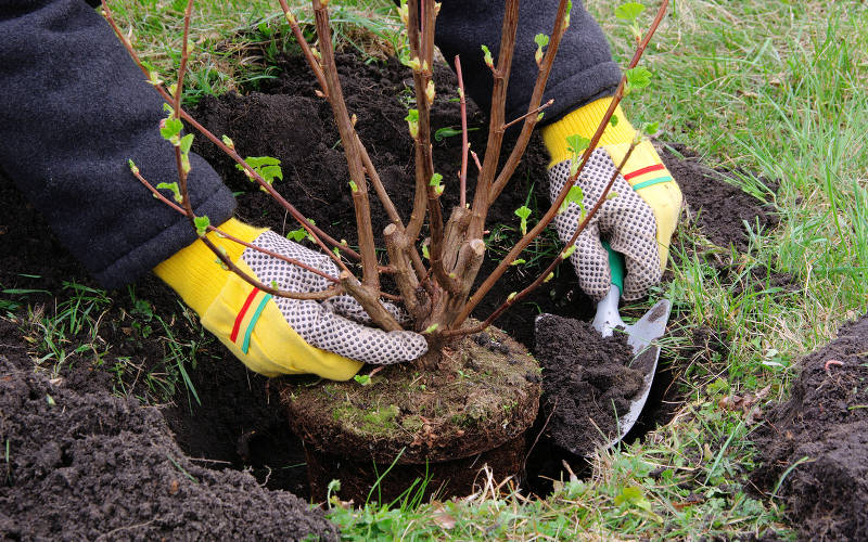 Plantation : technique et période pour bien planter