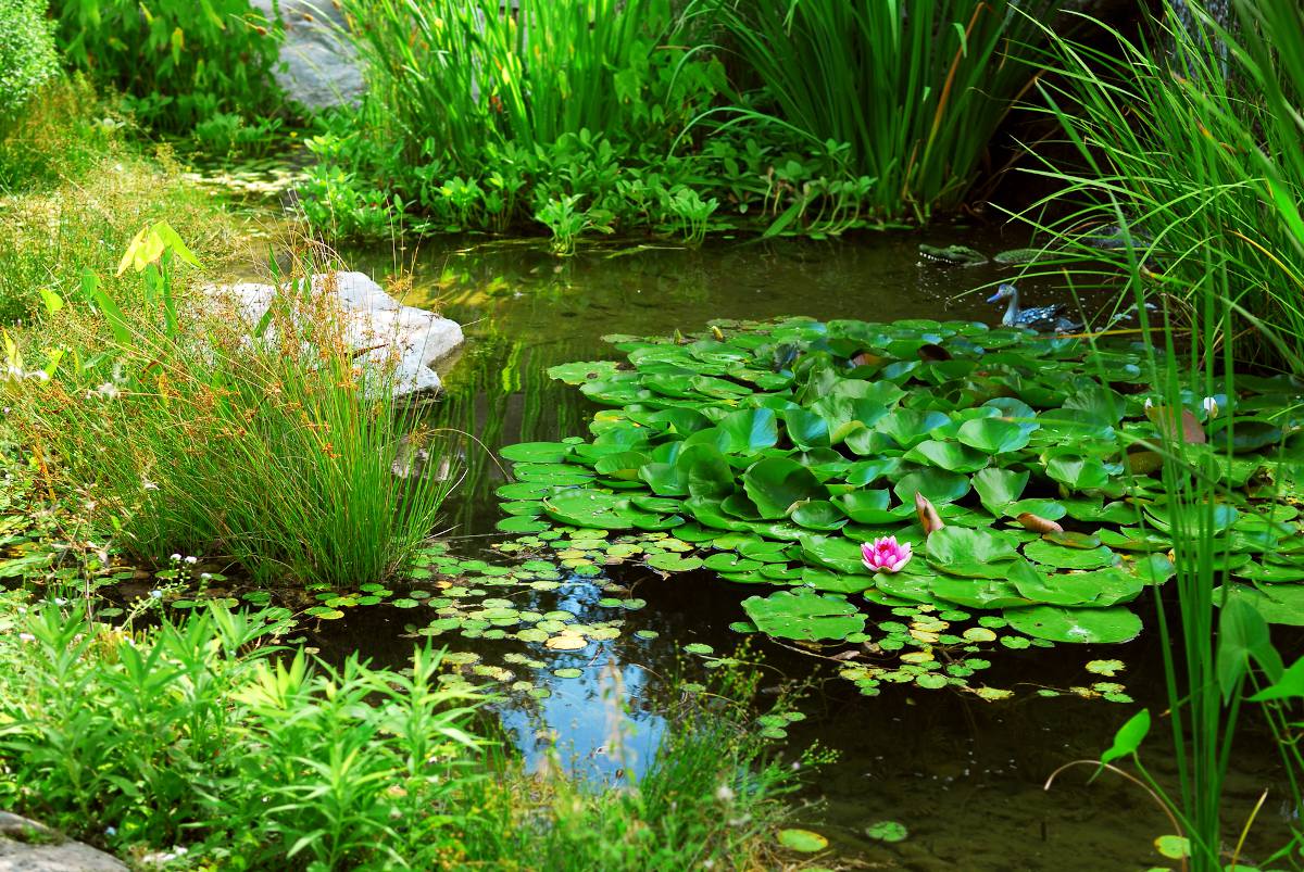 Quelle plante aquatique choisir pour un petit bassin ?