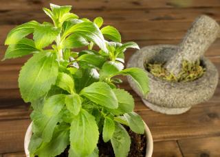 stevia en pot