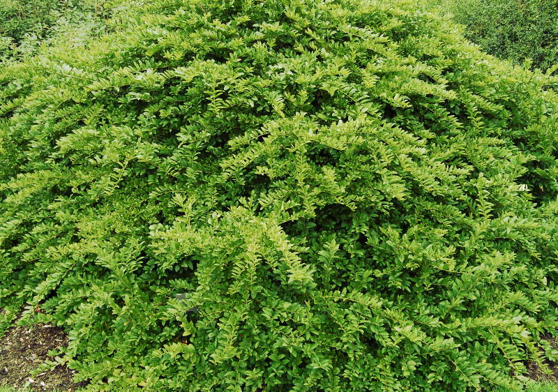 troene-ibota ligustrum