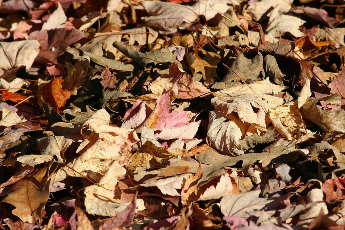 utilisation feuilles mortes