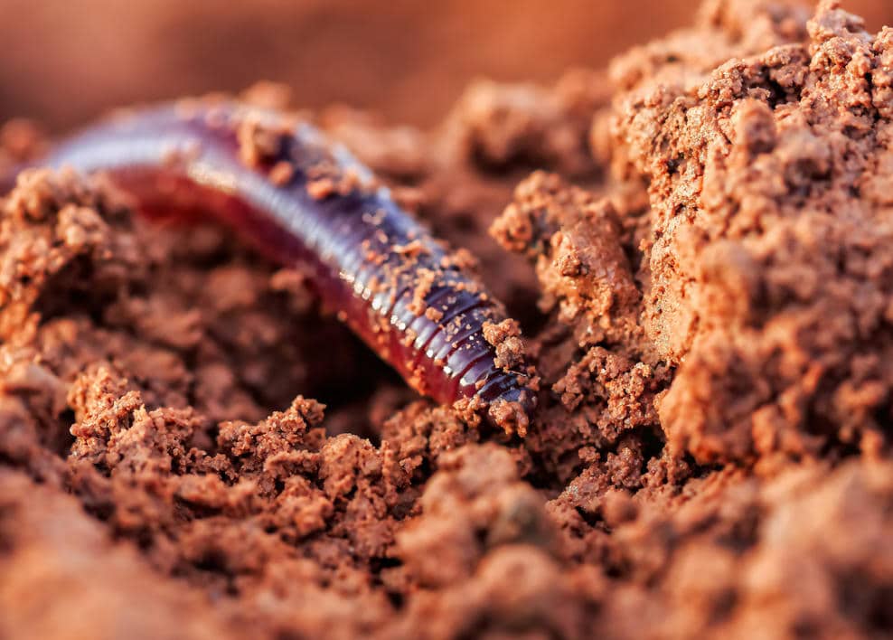 Ver de terre (lombric) : importance et utilité au jardin