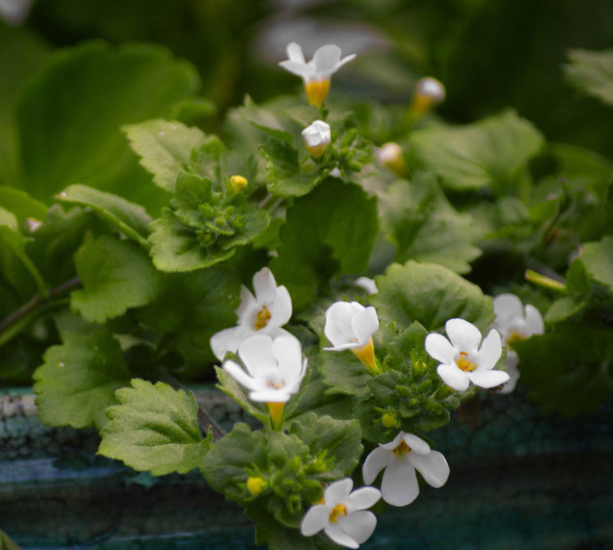 Bacopa bienfaits