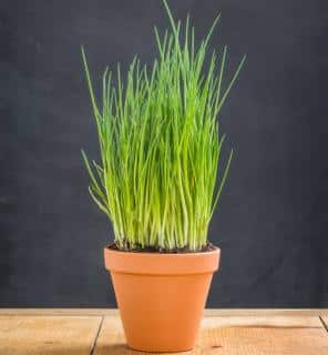 Ciboulette en pot