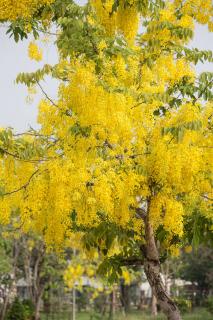 Cytise Laburnum