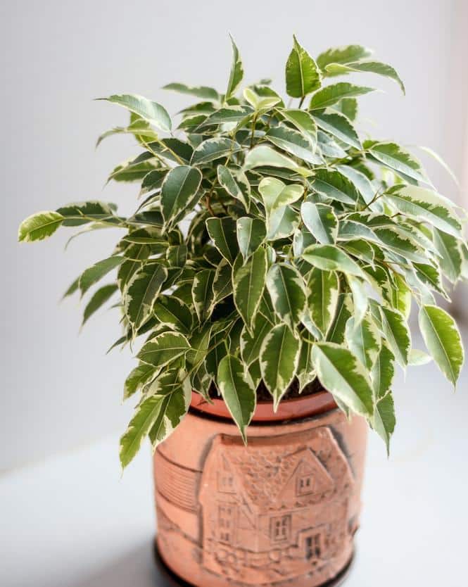 Plante En Pot De Ficus Benjamina Et Vaporisateur Vert Sur Fond