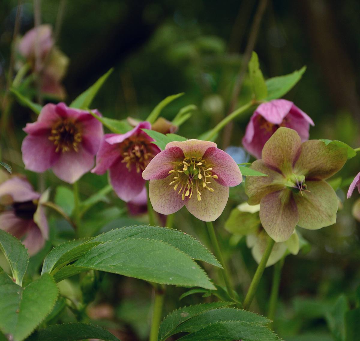 Potées et jardinières fleuries pour l'hiver