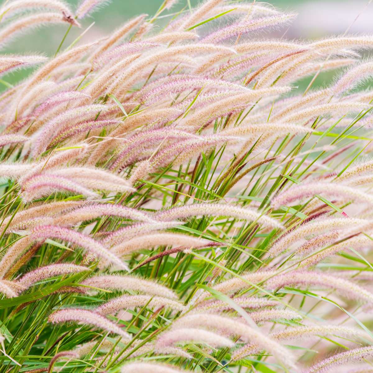 Acheter des Herbe aux écouvillons décorative WEILIN sur motte d'herbe, vert,  25cm