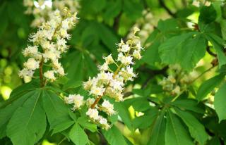 Marronnier d inde bienfaits feuille marron