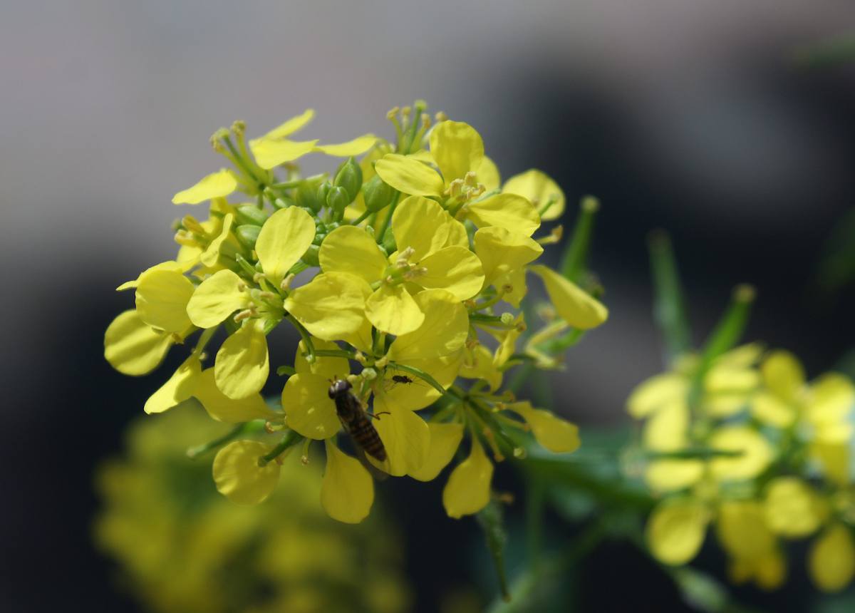 Moutarde plante graine bienfaits