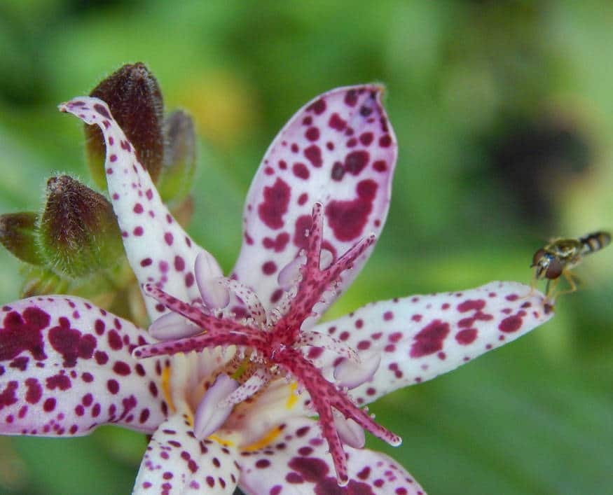 Tricyrtis