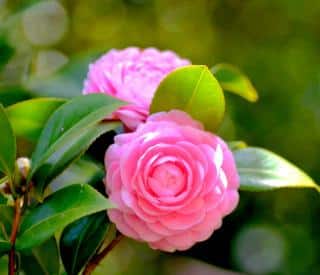 camelia en fleur