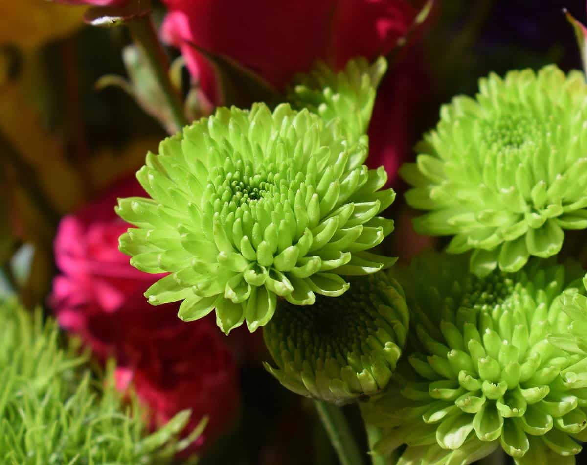 chrysantheme en pot interieur