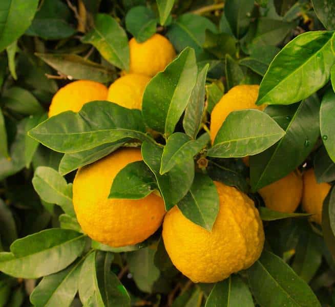 La Pause Jardin - Un citronnier dans son jardin c'est bien, un citronnier  en pleine forme c'est encore mieux 🍋 Votre arbre fruitier a mauvaise mine  ? Ouvrez l'œil et suivez le