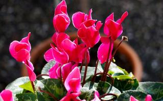 cyclamen en fleur